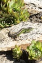 Common Lizard on stone in sunny summer in the garden Royalty Free Stock Photo