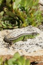 Common Lizard on stone in sunny summer in the garden Royalty Free Stock Photo