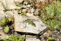 Common Lizard on stone in sunny summer Royalty Free Stock Photo