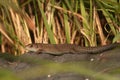 Common lizard . Royalty Free Stock Photo
