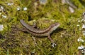 Common Lizard (Viviparous) Royalty Free Stock Photo