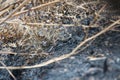 Common Lizard zootoca vivipara sheltering in burnt heathland after a fire