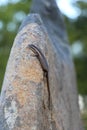 Common lizzard on a big rock Royalty Free Stock Photo