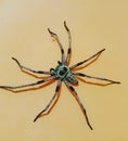 Common long legged house spider