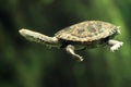 Common long-necked turtle