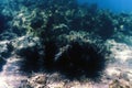Common Long Spined Sea Urchin, (Diadema antillarum) underwater