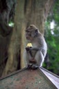 Common Long-tailed Macaque (Macaca fascicularis ssp. fascicularis) in Ubud Bali, Indonesia