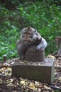 Common Long-tailed Macaque (Macaca fascicularis ssp. fascicularis) in Ubud Bali, Indonesia