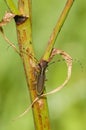 Common longhorn beetle Royalty Free Stock Photo