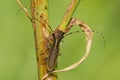 Common longhorn beetle Royalty Free Stock Photo