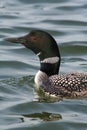 Common Loon Royalty Free Stock Photo