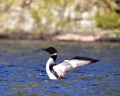 Common Loon Royalty Free Stock Photo