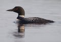 Common Loon