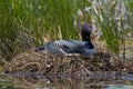 Common Loon Royalty Free Stock Photo