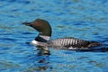 Common loon