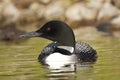 Common Loon Royalty Free Stock Photo