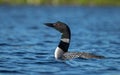 Common Loon in Acadia Royalty Free Stock Photo