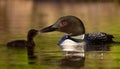 A Common Loon in Acadia National Park Royalty Free Stock Photo