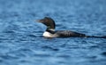 Common Loon in Acadia Royalty Free Stock Photo