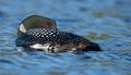 Common Loon in Acadia Royalty Free Stock Photo