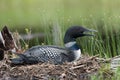 Common Loon - Acadia National Park Royalty Free Stock Photo