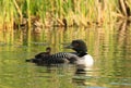 Common Loon Adult with Baby Chick Riding on Back Royalty Free Stock Photo