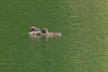 Common Loon Gavia immer Baby Chicks alone on lake Royalty Free Stock Photo