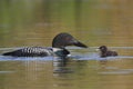 Common Loon Baby and Parent