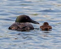 Common Loon and Baby Loon Photo. Loon with baby chick feeding the baby with a insect and swimming in their environment Royalty Free Stock Photo