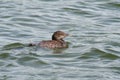 Common Loon Chick Royalty Free Stock Photo