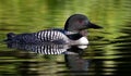 Common Loon Gavia immer with chick by her side in Canada Royalty Free Stock Photo