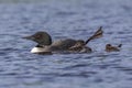 A Common Loon chick and its mother wave a foot in the air - Ont Royalty Free Stock Photo