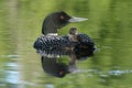 Common Loon Chick Riding on Parent's Back Royalty Free Stock Photo