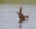 Common Loon Chick Shaking Its Wings Dry Royalty Free Stock Photo