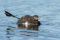 Common Loon Chick Stretching its Leg Royalty Free Stock Photo
