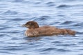 Common Loon Chick Royalty Free Stock Photo