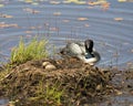 Common Loon Photo. Close-up view in the water protecting its nest and brood eggs in its environment and habitat. Loon on Nest and