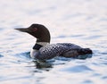 Common Loon Closeup Gavia immer Royalty Free Stock Photo