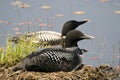 Common Loon Photo. Couple protecting the nest with lily water pads background in their wetland environment and habitat. Loon Eggs