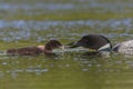 Common Loon eeding a freshly caught fish to its chick Royalty Free Stock Photo