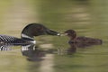Common Loon eeding a freshly caught fish to its chick Royalty Free Stock Photo