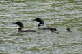 Common Loon Family Royalty Free Stock Photo