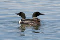 Common Loon Family Royalty Free Stock Photo
