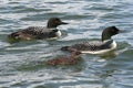 Common Loon Family Royalty Free Stock Photo