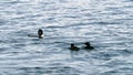 Common Loon family, gavia immer, Minnesota State Birds with parents feeding cute imature babies.