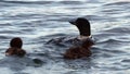 Common Loon family, gavia immer, Minnesota State Birds with parents feeding cute imature babies.