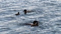 Common Loon family, gavia immer, Minnesota State Birds with parents feeding cute imature babies.