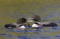 Some Common Loon family Gavia immer swimming with chicks with them on Wilson Lake, Que, Canada Royalty Free Stock Photo