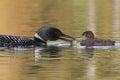 Common Loon Feeding a Fish to its Baby Royalty Free Stock Photo