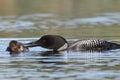 Common Loon Feeding a Fish to its Baby Royalty Free Stock Photo
